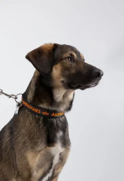 AI Dog-Tag-koiran kaulapanta