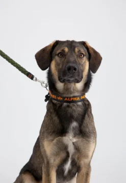 AI Dog-Tag-koiran kaulapanta